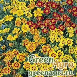 Семена Бархатцы тонколистные (Tagetes tenuifolia) "Starfire" (mixed) 15 гр.