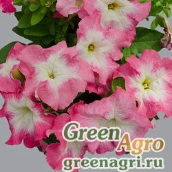 Семена Петуния крупноцветковая (генетически компактная) (Petunia grandiflora) "Limbo *GP* F1" (pink morn) raw 1000 шт.