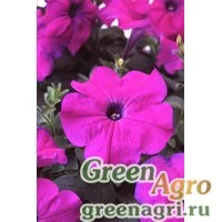 Семена Петуния многоцветковая (Petunia multiflora) "Lambada F1" (deep violet) pelleted 1000 шт.