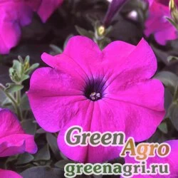 Семена Петуния многоцветковая (Petunia multiflora) "Lambada F1" (deep violet) pelleted 1000 шт.