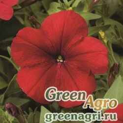 Семена Петуния многоцветковая (Petunia multiflora) "Hurrah F1" (red) pelleted 1000 шт.