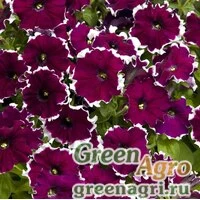 Семена Петуния многоцветковая (Petunia multiflora) "Candy F1" (burgundy picotee) pelleted 1000 шт.