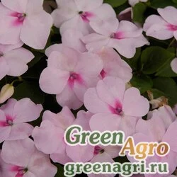 Семена Бальзамин Уоллера (Impatiens walleriana) "Balance F1" (blush pink) raw 1000 шт.