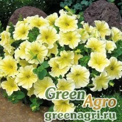 Семена Петуния многоцветковая (Petunia multiflora) "Berenika" (yellow) гр 0.3 гр.
