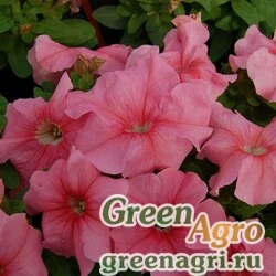 Семена Петуния крупноцветковая (генетически компактная) (Petunia grandiflora) "Limbo *GP* F1" (peach (light salmon)) pelleted 1000 шт.