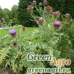 Семена Артишок посевной (Cynara scolymus) (violet) 40 гр.
