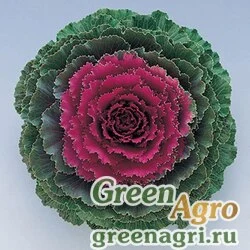 Семена Капуста декоративная (Brassica oleracea) "Crane F1" (red) raw 1000 шт.