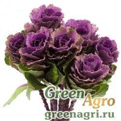 Семена Капуста декоративная (Brassica oleracea) "Crane F1" (ruby) raw 1000 шт.