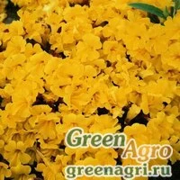 Семена Губастик гибридный (Mimulus x hybrida) "Magic F1" (yellow) raw 1000 шт.