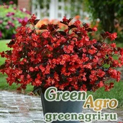 Семена Бегония гибридная (бронзовая листва) (Begonia hybrida) "Megawatt F1" (red bronze leaf) pelleted 100 шт.