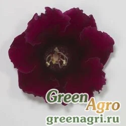 Семена Глоксиния гибридная (Sinningia hybrida) "Empress F1" (wine red) 1000 шт. pelleted
