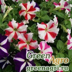 Семена Петуния многоцветковая (Petunia multiflora) "Lambada F1" (all star mixture) pelleted 1000 шт.