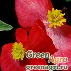 Семена Бегония вечноцветущая (зеленая листва) (Begonia semperflorens) "Bada Bing F1" (scarlet) raw 1000 шт.