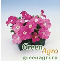 Семена Петуния многоцветковая (Petunia multiflora) "Lambada F1" (pink) raw 1000 шт.