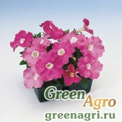Семена Петуния многоцветковая (Petunia multiflora) "Lambada F1" (pink) raw 1000 шт.
