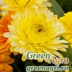 Семена Календула лекарственная (Calendula officinalis) "Costa" (light yellow) raw 1000 шт.