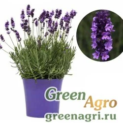 Семена Лаванда узколистная (Lavandula angustifolia) "Avignon Early" (blue) raw 1000 шт.