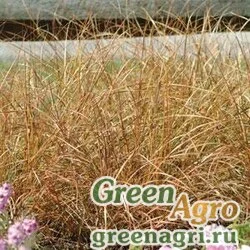 Семена Ковыль тростниковидный (Anemanthele lessoniana) "Sirocco" (yellow) multi-pelleted 100 шт.