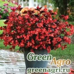 Семена Бегония гибридная (зеленая листва) (Begonia hybrida) "Megawatt F1" (red green leaf) pelleted 100 шт.