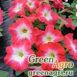 Семена Петуния многоцветковая (Petunia multiflora) "Lambada F1" (scarlet morn) pelleted 1000 шт.