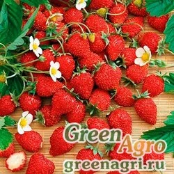 Семена Земляника лесная (Fragaria vesca) "Baron Solemacher" 10 гр.