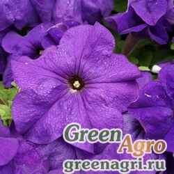 Семена Петуния крупноцветковая (генетически компактная) (Petunia grandiflora) "Limbo *GP* F1" (mid blue) 1000 шт. pelleted