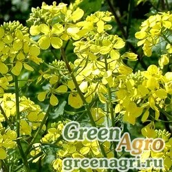 Сидераты Горчица белая 25 кг Зеленый уголок