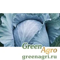 Семена Ребол F1 2,5 тыс. семян, Syngenta