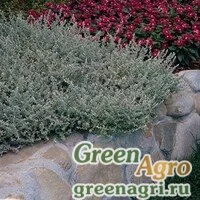 Семена Бессмертник мелколистный (Helichrysum microphyllum) "Silver Mist" Multi-pelleted 100 шт.