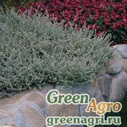 Семена Бессмертник мелколистный (Helichrysum microphyllum) "Silver Mist" Multi-pelleted 100 шт.
