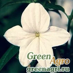 Семена Броваллия изящная (Browallia speciosa major) "Bells" (silver) raw 1000 шт.