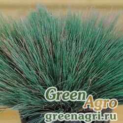Семена Булавоносец седой (Corynephorus canescens) "Spiky Blue" (blue green) multi-pelleted 1000 шт.