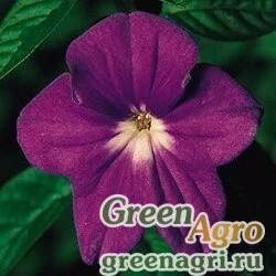 Семена Броваллия изящная (Browallia speciosa major) "Bells" (marine) raw Произв. 1000 шт.