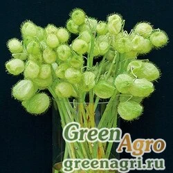 Семена Ваточник (Гомфокарпус) пузыреплодный (Gomphocarpus physocarpus) "Hairy Balls" raw 1000 шт.