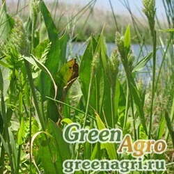 Семена Многобородник монпелиенский (Polypogon monspeliensis) 20 гр.