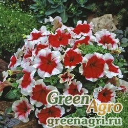 Семена Петуния крупноцветковая (Petunia grandiflora) "Donna F1" (red picotee) pelleted 1000 шт.