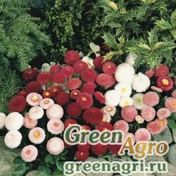 Семена Маргаритка многолетняя (Bellis perennis) "Tasso" (mix) pelleted 1000 шт.