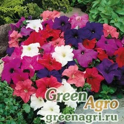 Семена Петуния крупноцветковая (генетически компактная) (Petunia grandiflora) "Limbo *GP* F1" (formula/full mixture) pelleted 1000 шт.