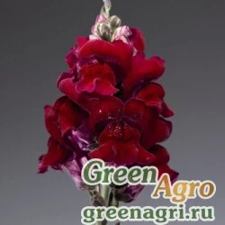 Семена Львиный зев (Антирринум) большой (Antirrhinum majus) "Arrow F1" (deep red) Raw 1000 шт.