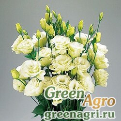 Семена Лизиантус (Эустома) крупноцветковый (Lisianthus grandiflorum) "Advantage II-III F1" (green) pelleted 1000 шт.