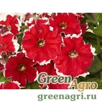 Семена Петуния многоцветковая бахромчатая (Petunia multiflora) "Kaliffo F1" (red picotee) pelleted 1000 шт.
