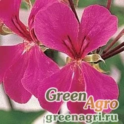 Семена Пеларгония плющелистная (Pelargonium peltatum) "Summer Showers F1" (rose) raw 100 шт.