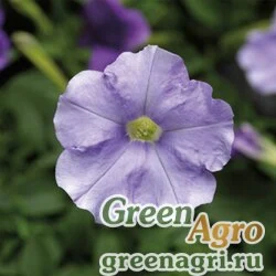 Семена Петуния ампельная гибридная (Petunia x hybrida) "Ramblin F1" (sky blue) pelleted 1000 шт.