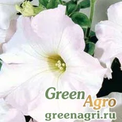Семена Петуния ампельная гибридная (Petunia x hybrida) "Nuvolari F1" (pure white) pelleted 1000 шт.