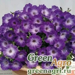 Семена Петуния ампельная гибридная (Petunia x hybrida) "Gioconda F1" (saturn blue) raw 1000 шт.