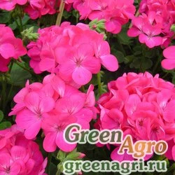 Семена Пеларгония х садовая (герань) (Pelargonium x hortorum) "Apache F1" (deep rose) raw 1000 шт.