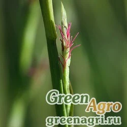 Осока ржавопятнистая (Carex siderosticta) 3 гр.