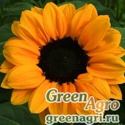 Семена Подсолнечник летний (Helianthus annuus) "Vesuvio F1" (deep orange) raw 100 шт.