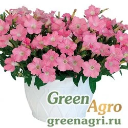 Семена Петуния ампельная гибридная (Petunia minimultiflora) "Pendolino F1" (salmon) pelleted 1000 шт.
