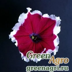 Семена Петуния крупноцветковая (Petunia grandiflora) "Donna F1" (burgundy picotee) pelleted 1000 шт.